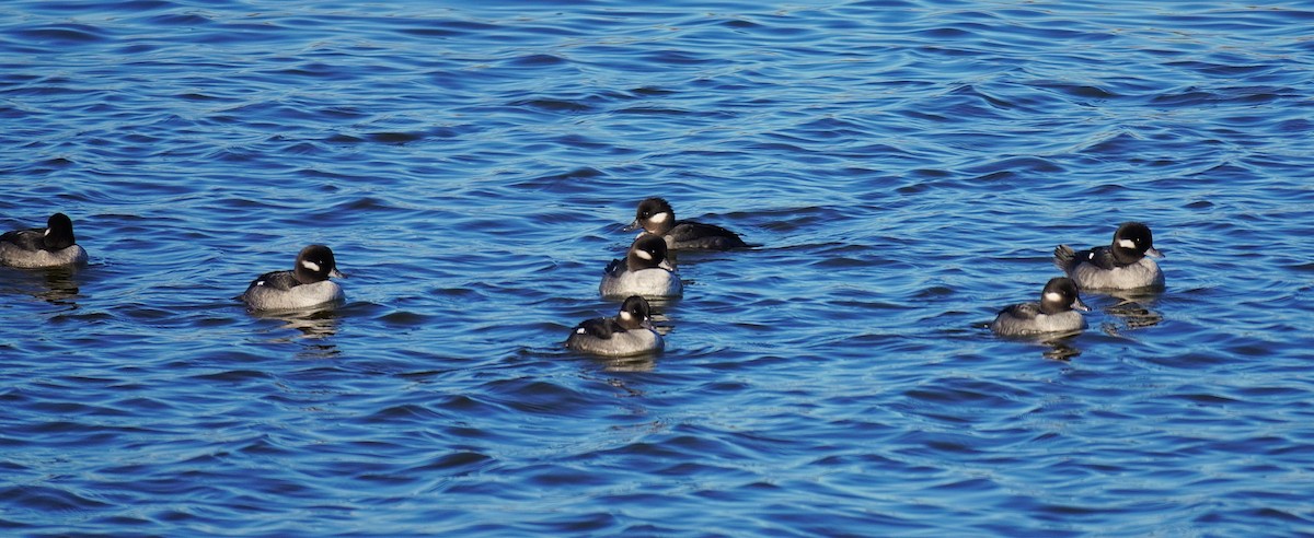 Гоголь-головастик - ML647057295