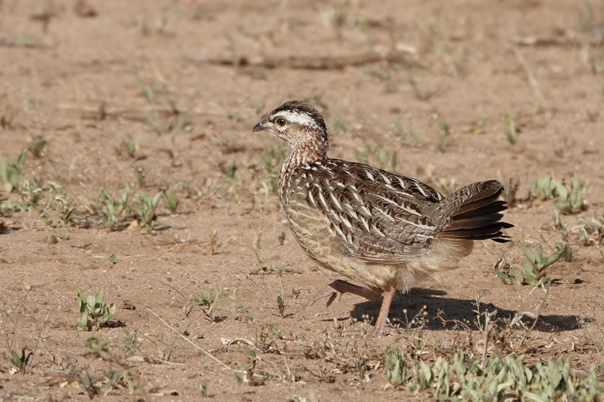 frankolín čapkový [skupina sephaena] - ML647057297