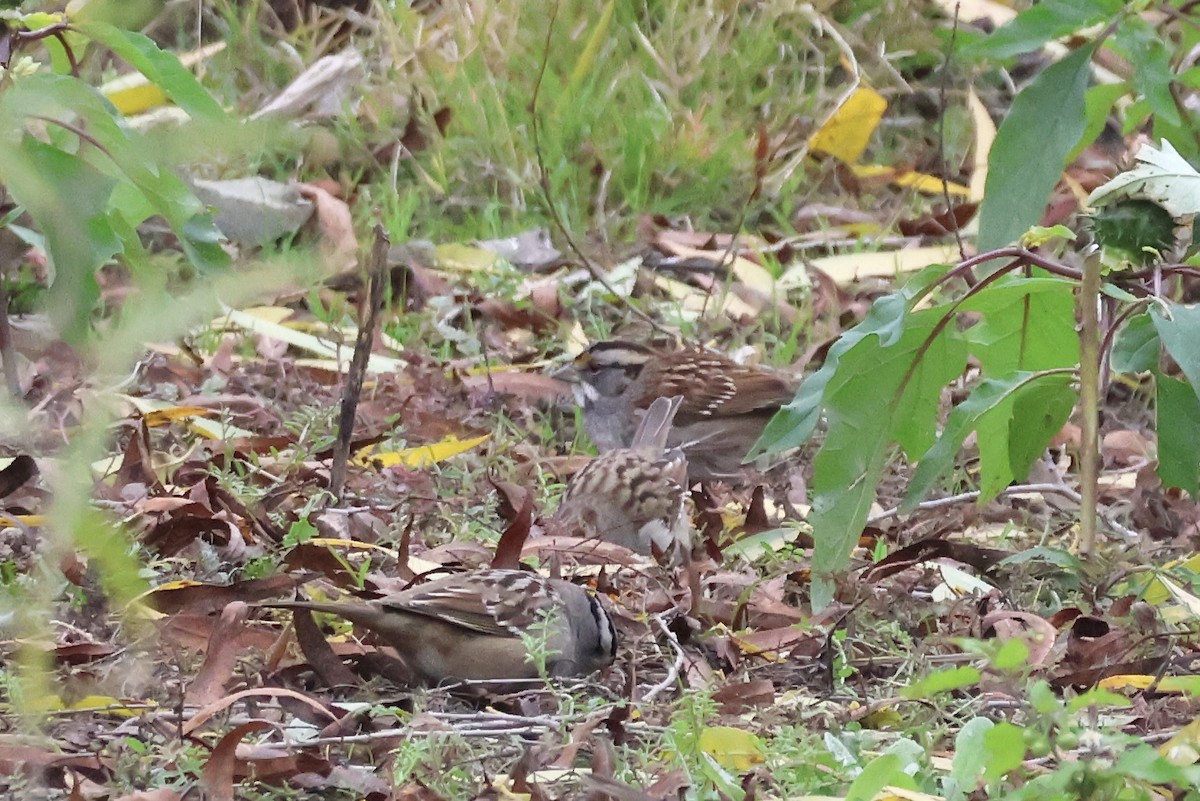 White-throated Sparrow - ML647057298