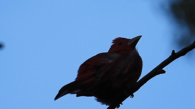 Summer Tanager - ML647057299