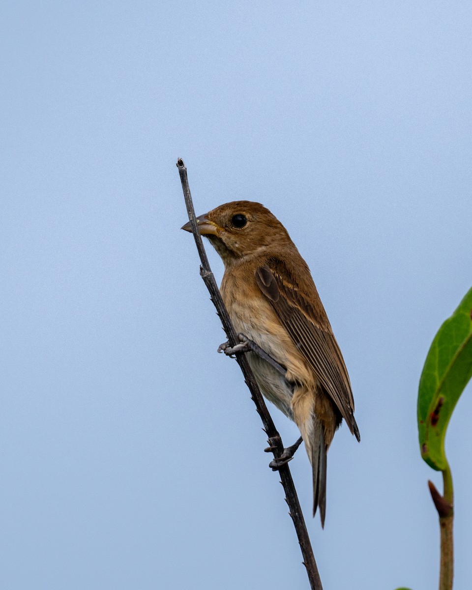 Indigo Bunting - ML647057302