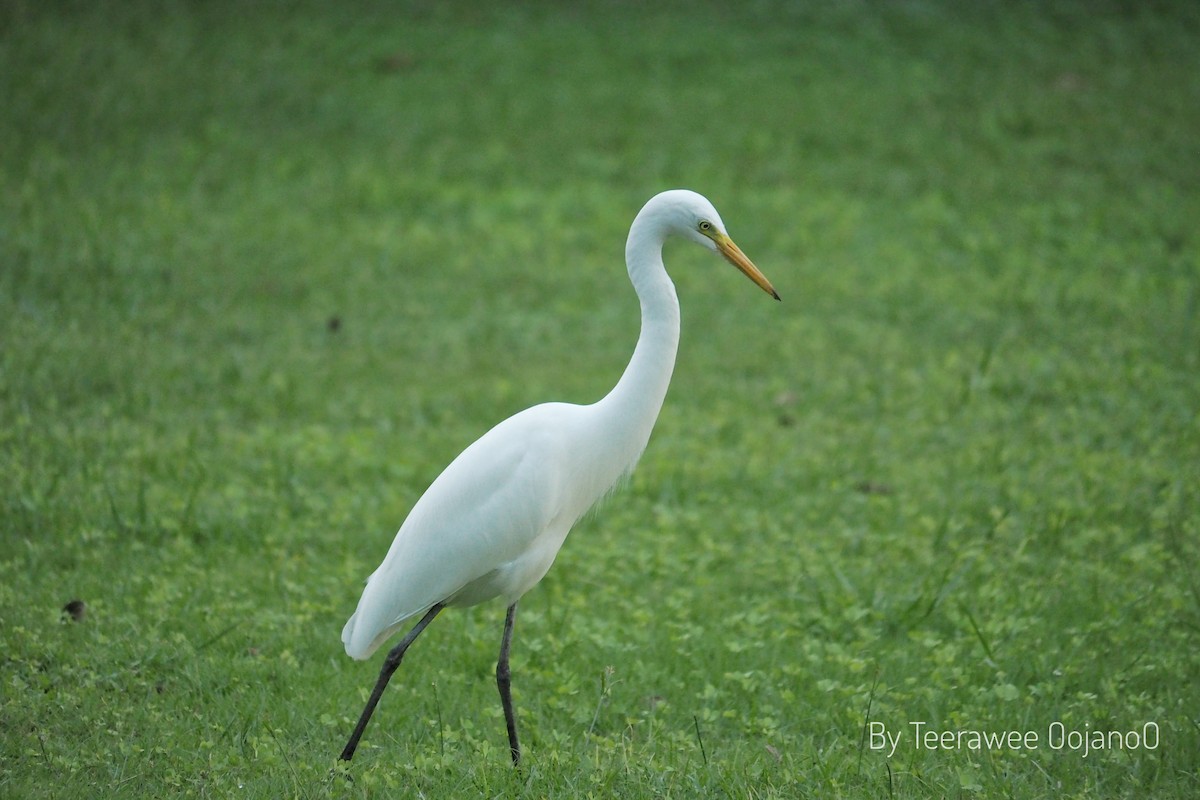 Medium Egret - ML647057305