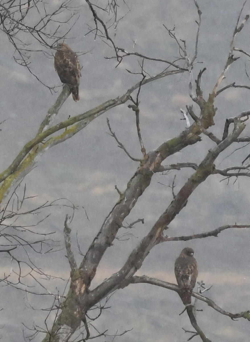 Red-tailed Hawk - ML647057306
