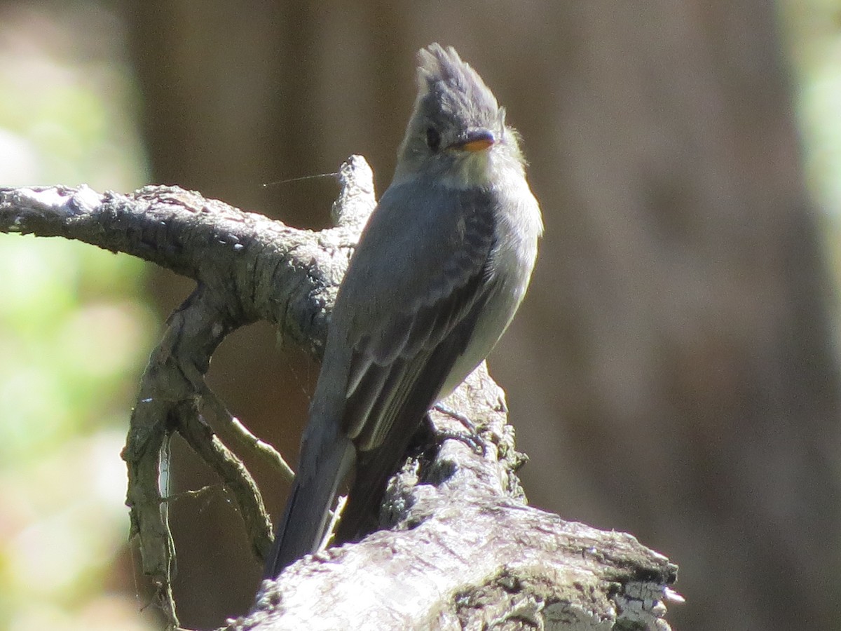 Greater Pewee - ML647057307