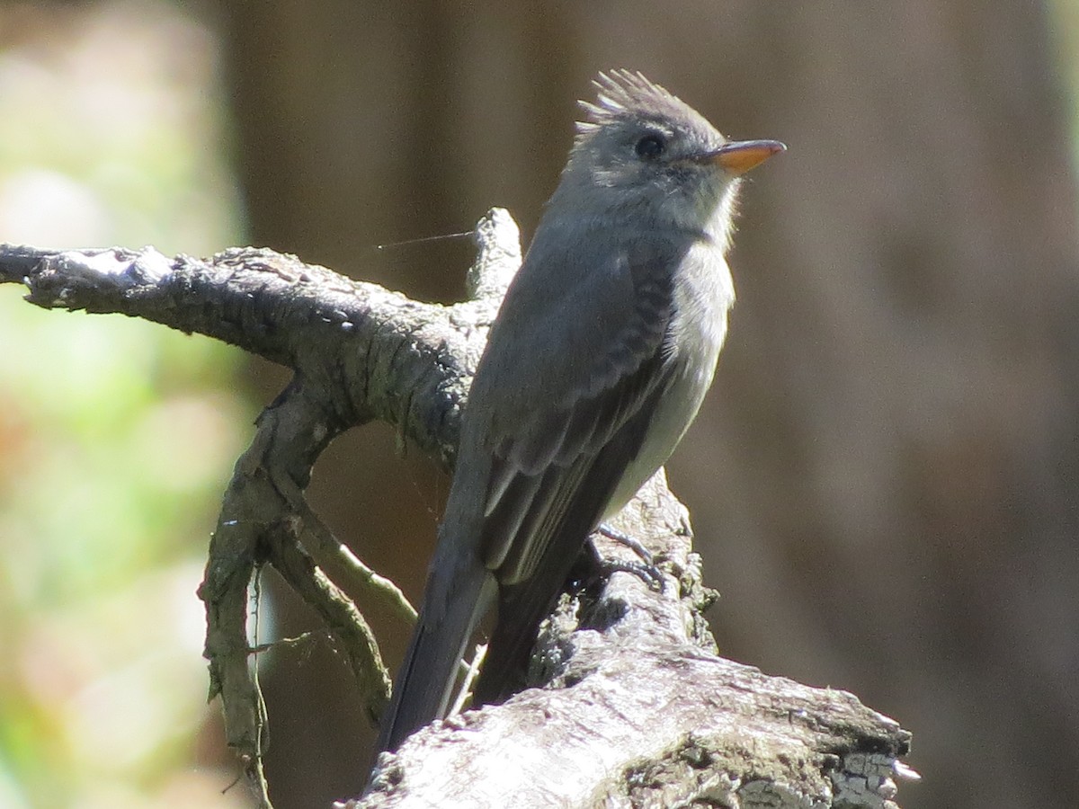 Greater Pewee - ML647057308
