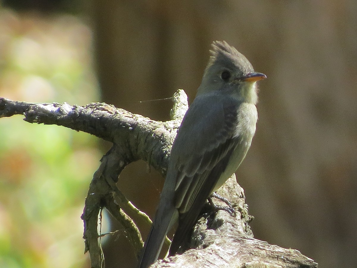 Greater Pewee - ML647057309