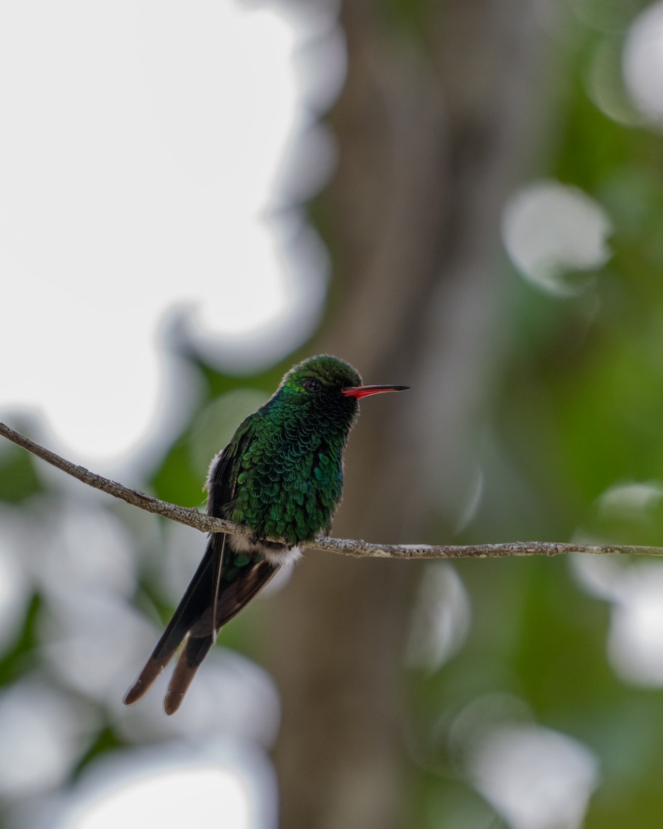 Cozumel Emerald - ML647057310