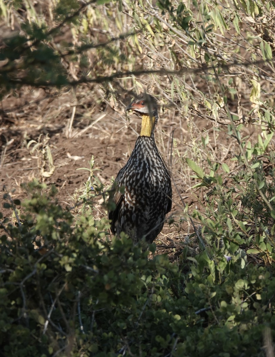 Yellow-necked Spurfowl - ML647057311
