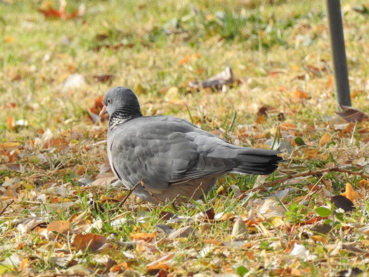 Common Wood-Pigeon - ML647057312