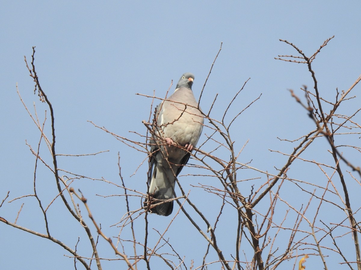 Common Wood-Pigeon - ML647057313