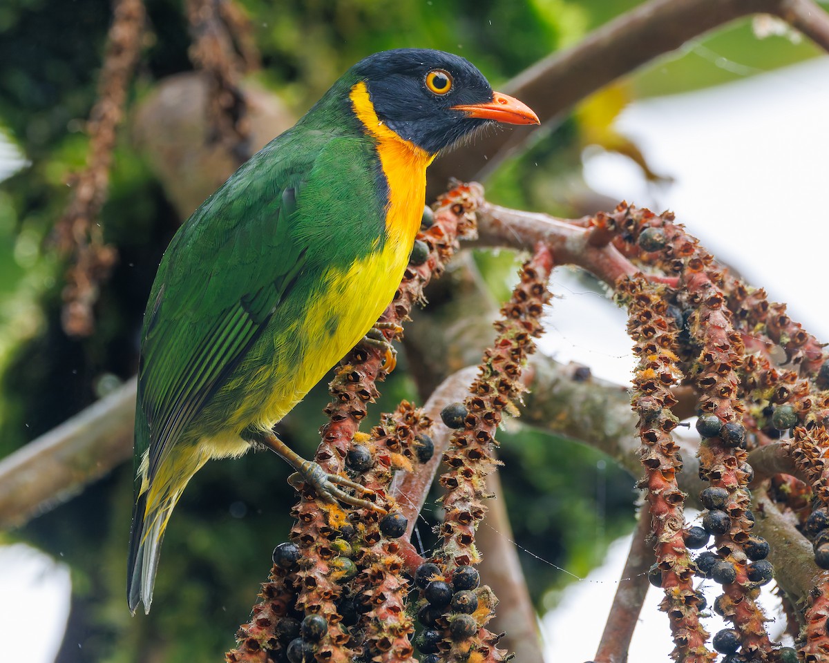Orange-breasted Fruiteater - ML647057314