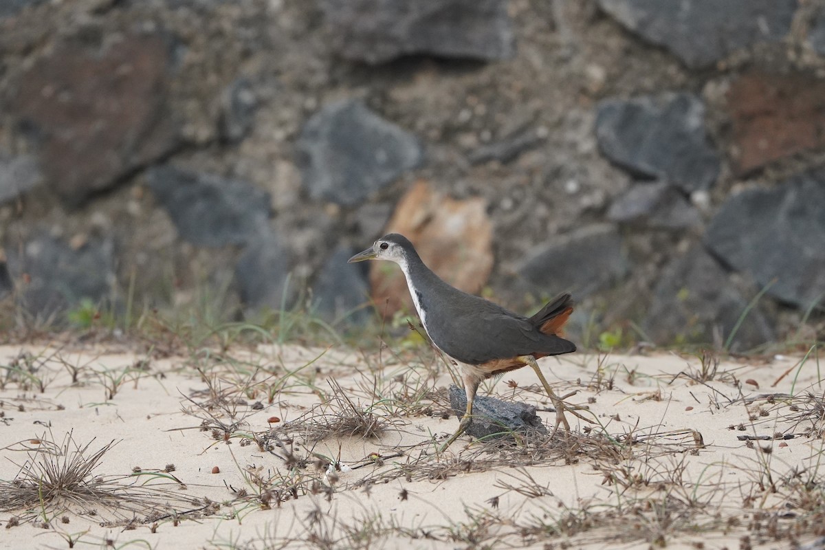 White-breasted Waterhen - ML647057315