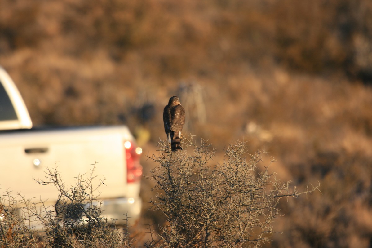 Red-tailed Hawk - ML647057316