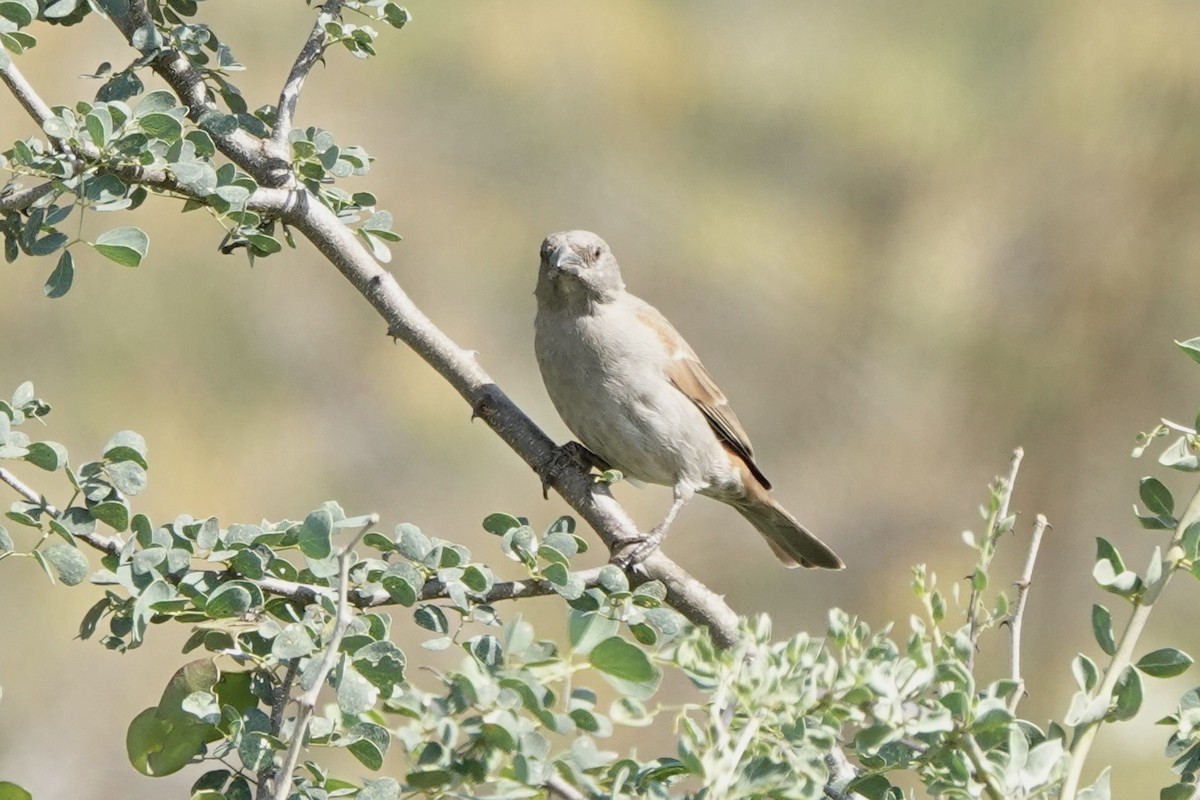Parrot-billed Sparrow - ML647057317