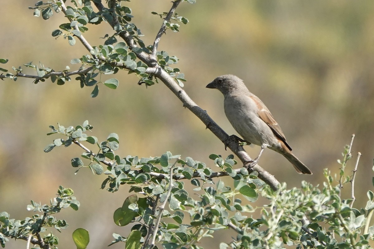Parrot-billed Sparrow - ML647057318