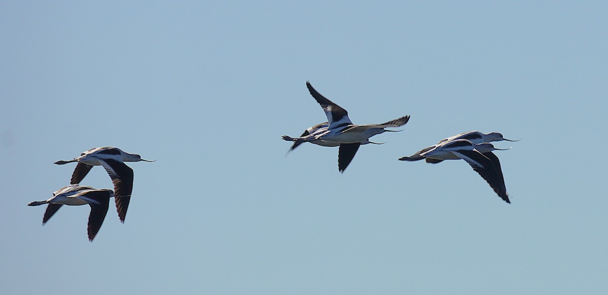 American Avocet - ML647057319