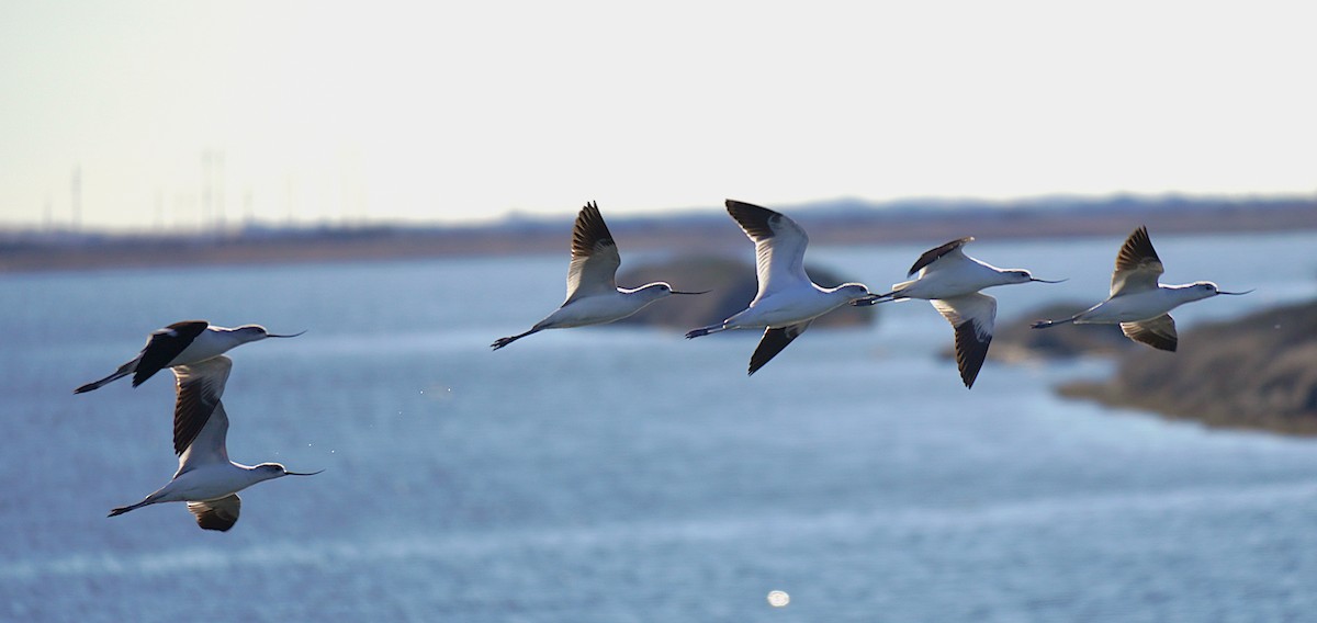 American Avocet - ML647057320