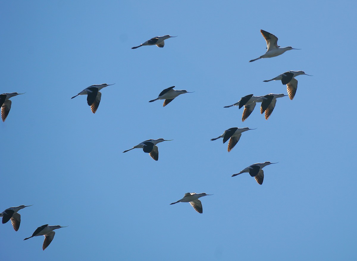 American Avocet - ML647057321