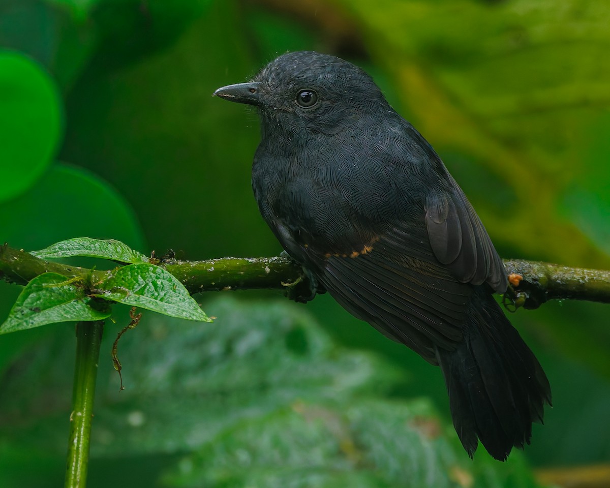 Uniform Antshrike - ML647057322