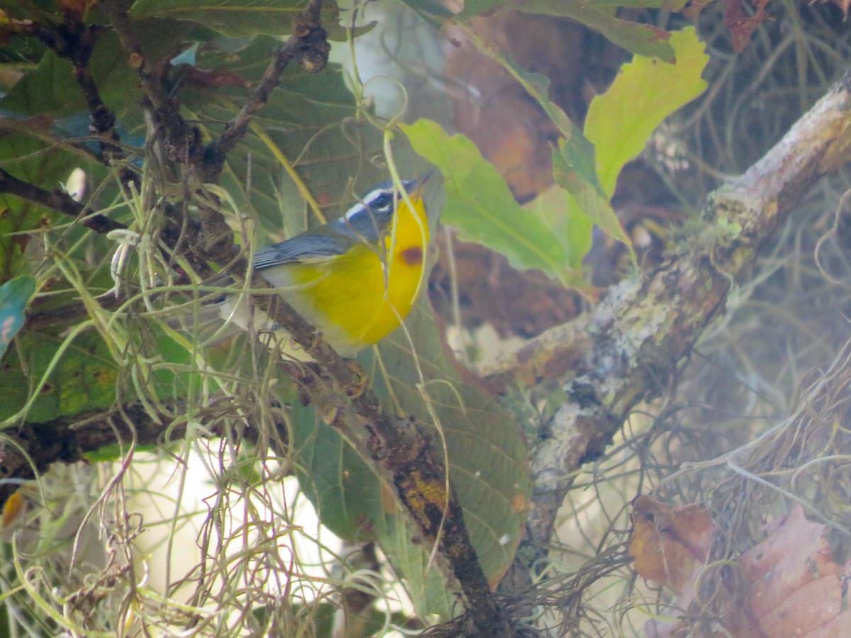 Crescent-chested Warbler - ML647057324