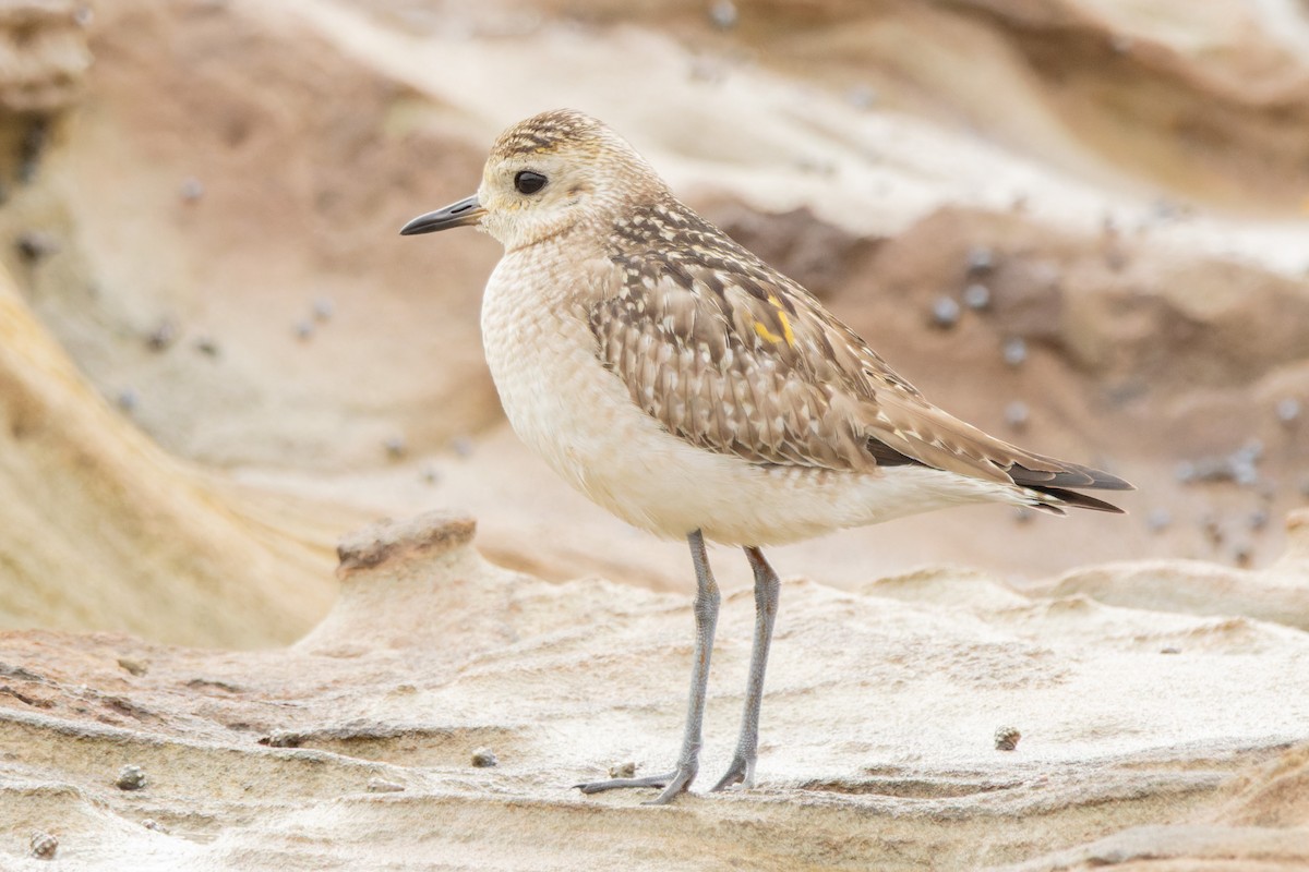 Pacific Golden-Plover - ML647057325