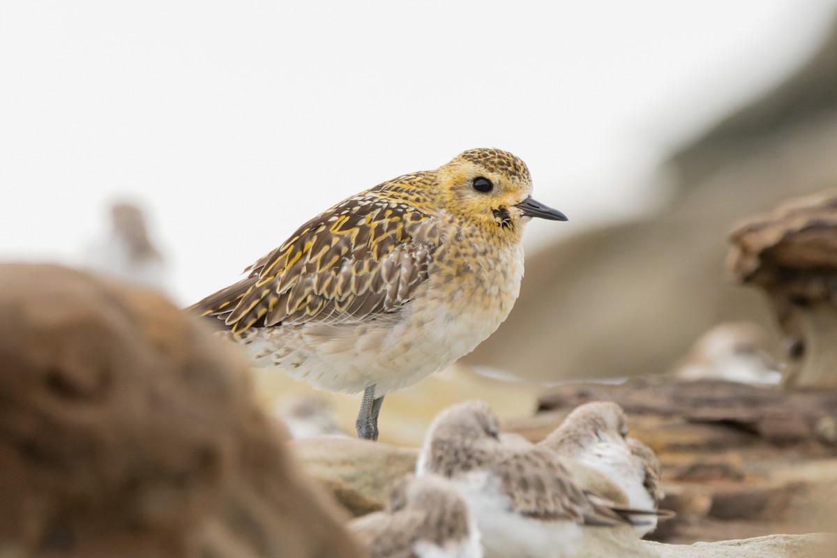 Pacific Golden-Plover - ML647057326