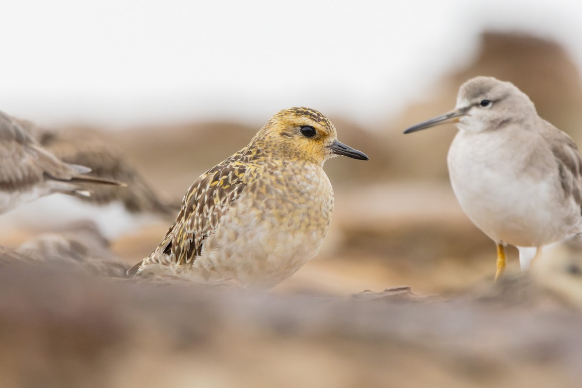 Pacific Golden-Plover - ML647057327