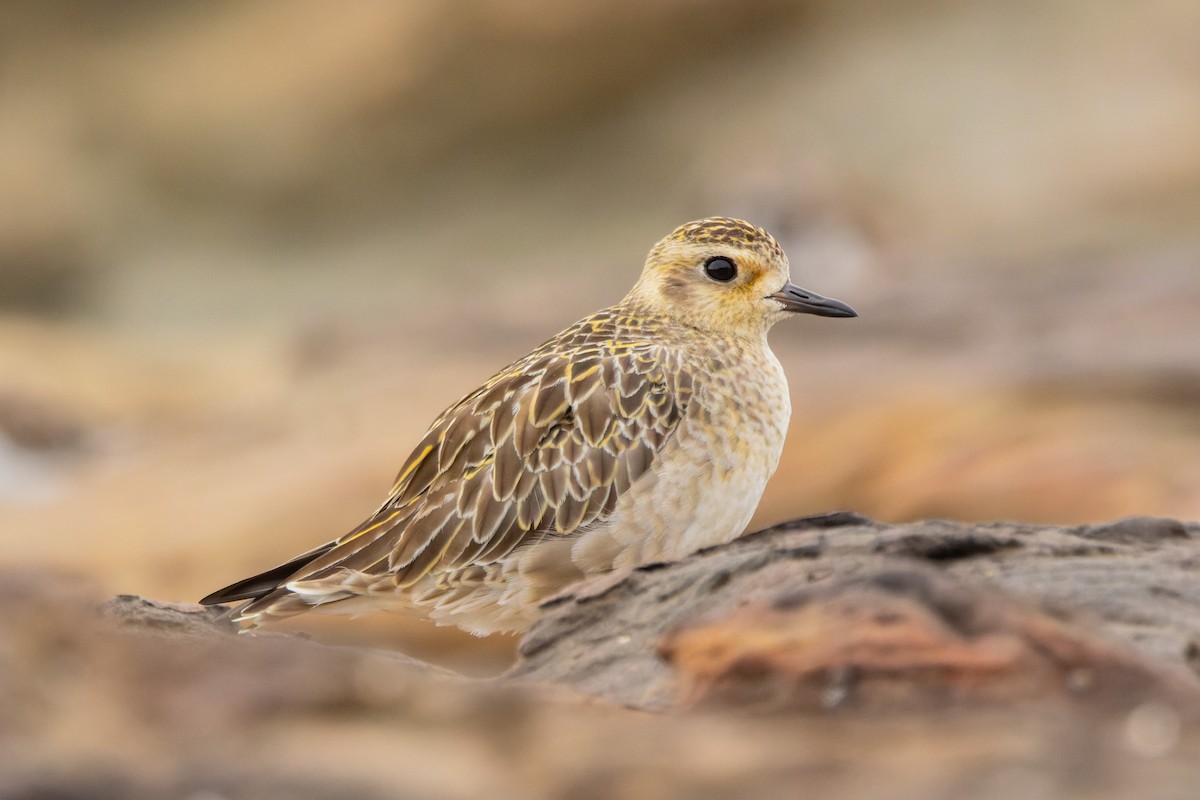 Pacific Golden-Plover - ML647057328