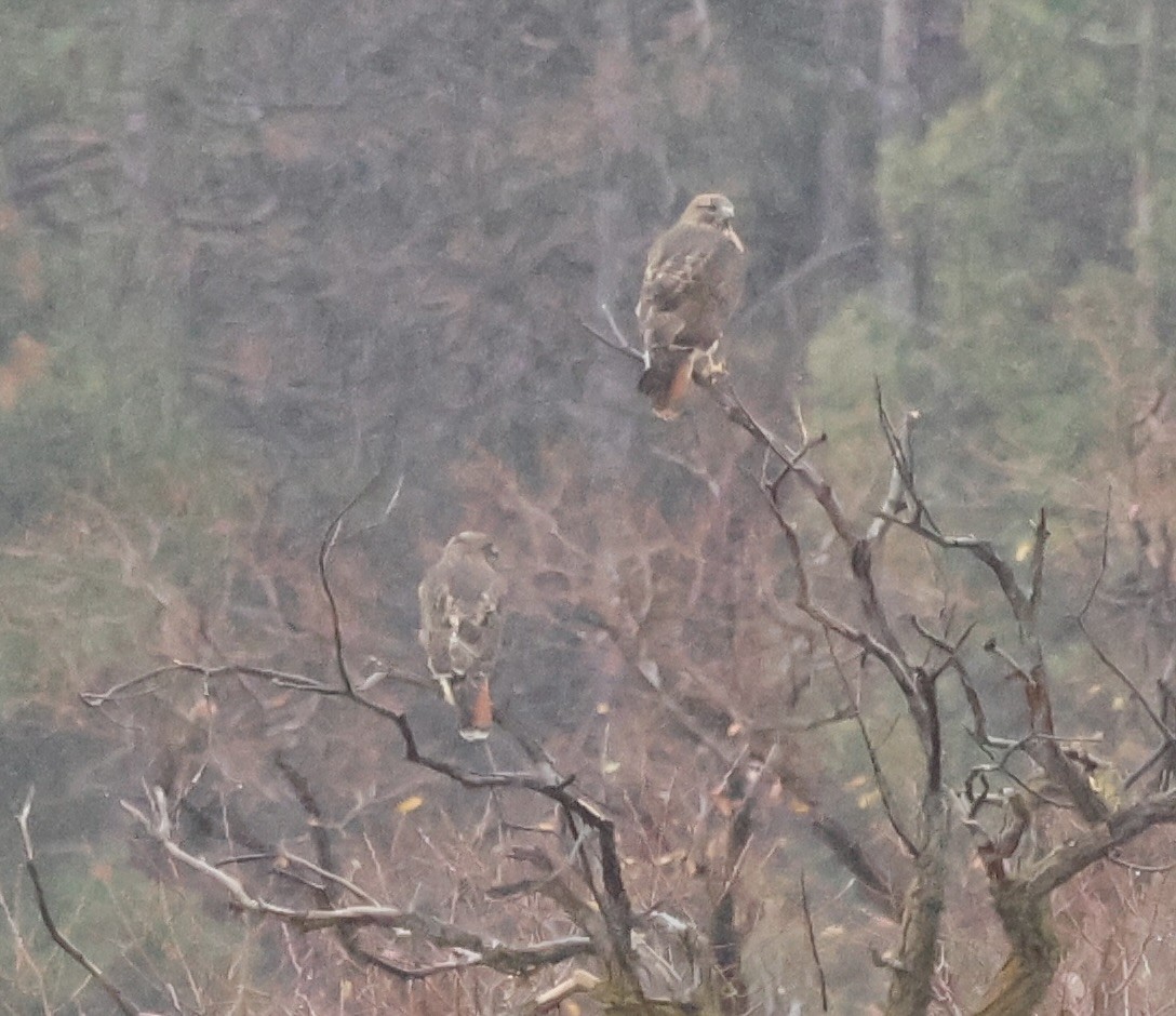 Red-tailed Hawk - ML647057329