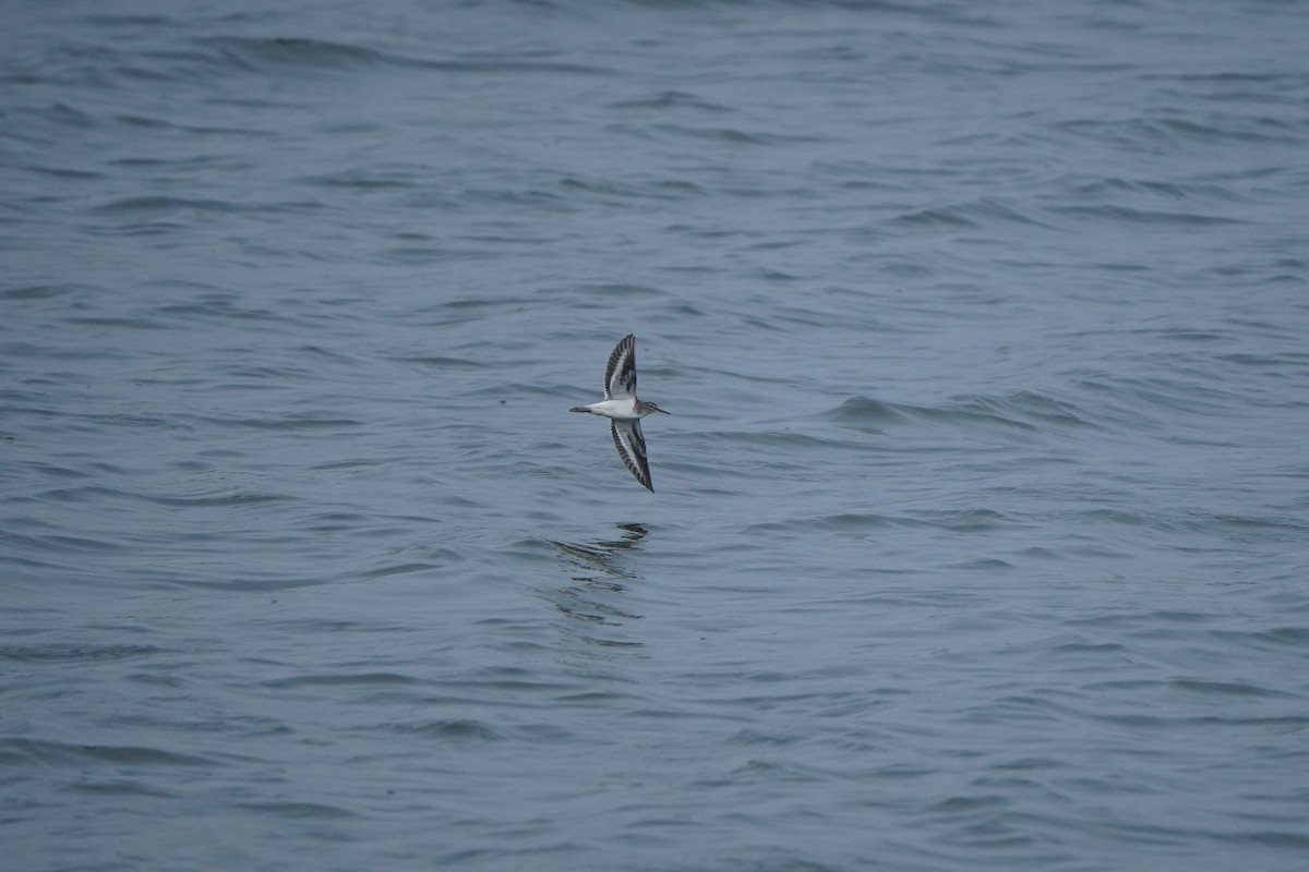 Common Sandpiper - ML647057330
