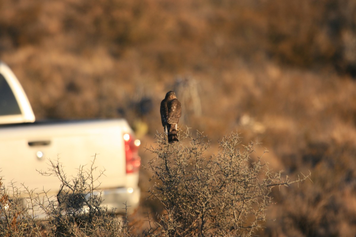 Red-tailed Hawk - ML647057331