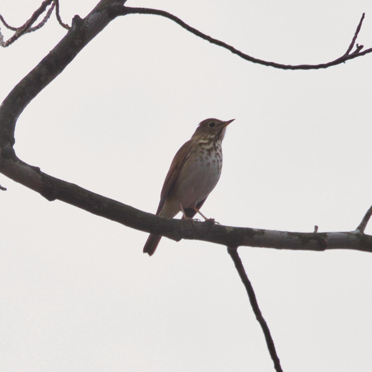 Hermit Thrush - ML647057332
