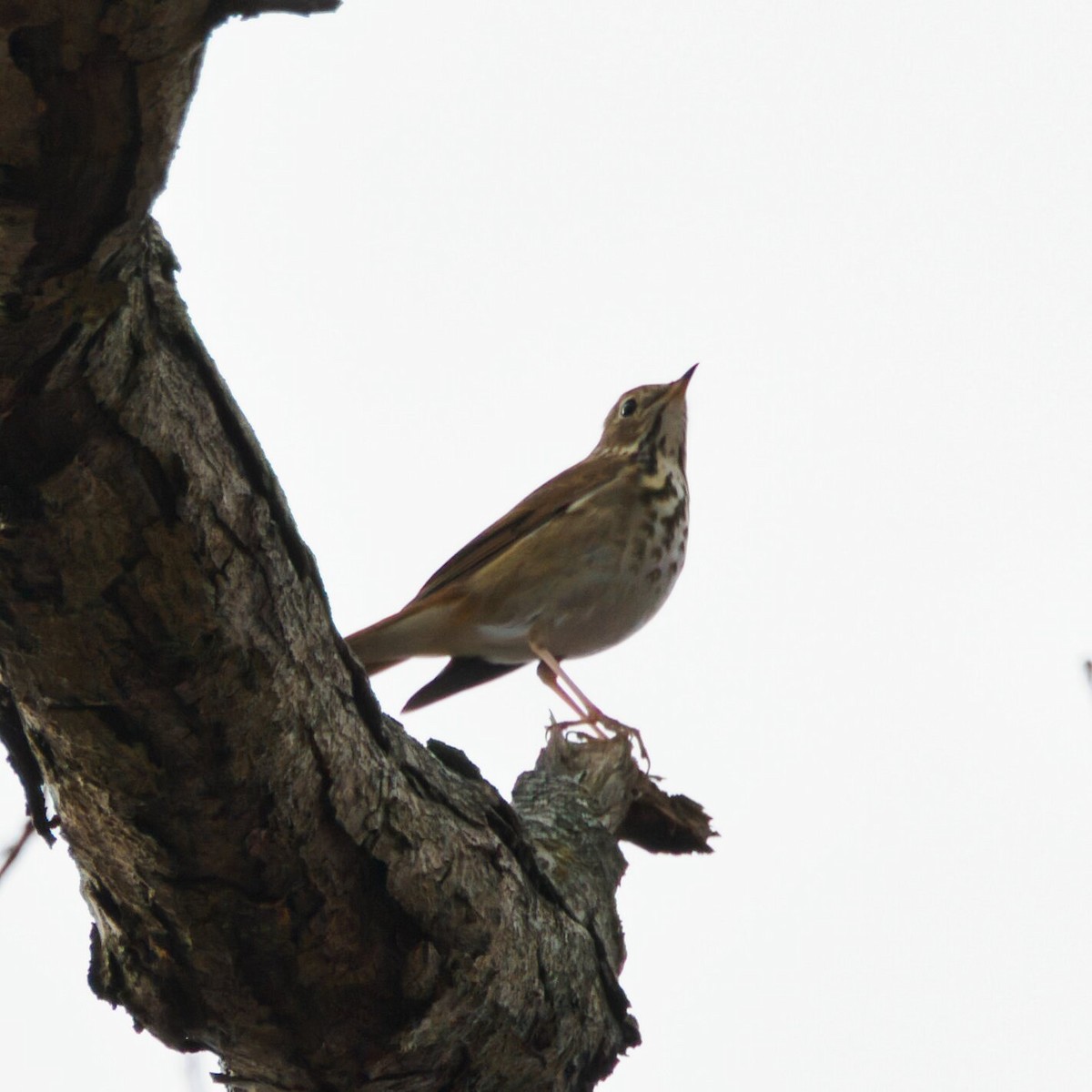Hermit Thrush - ML647057333