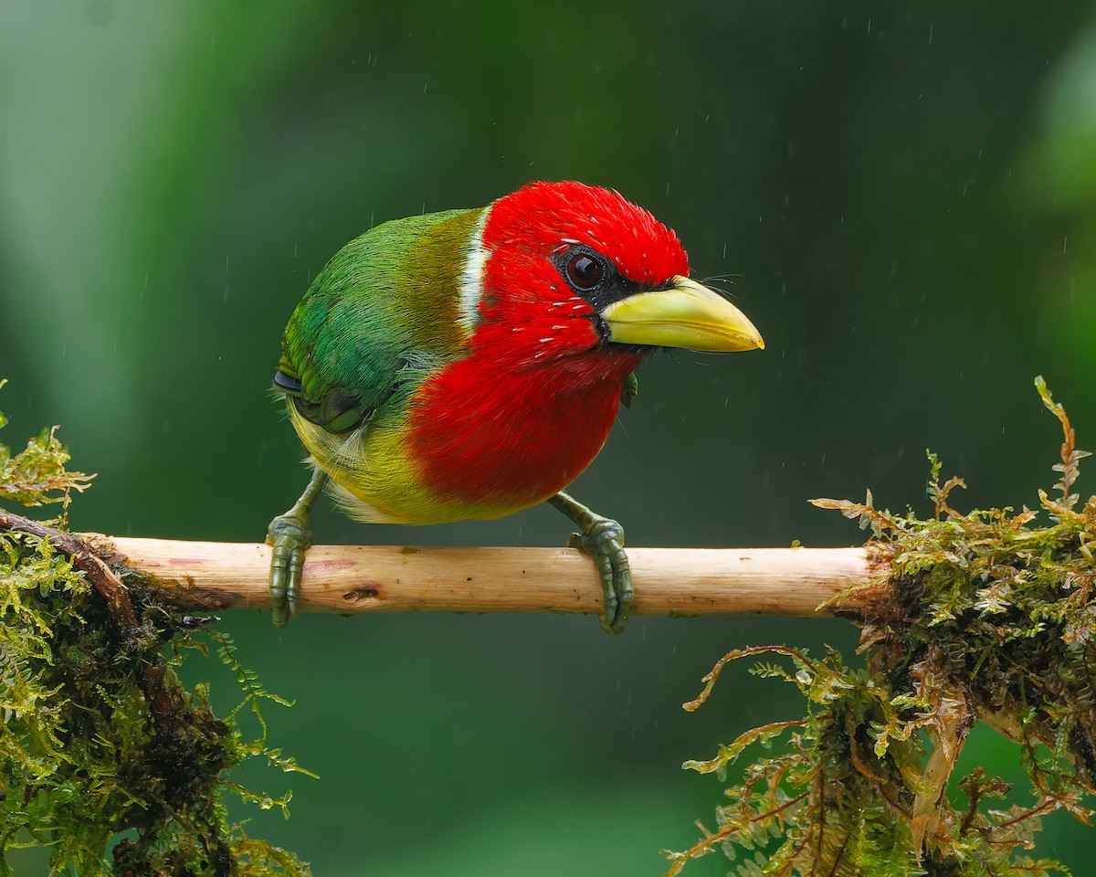Red-headed Barbet - ML647057334