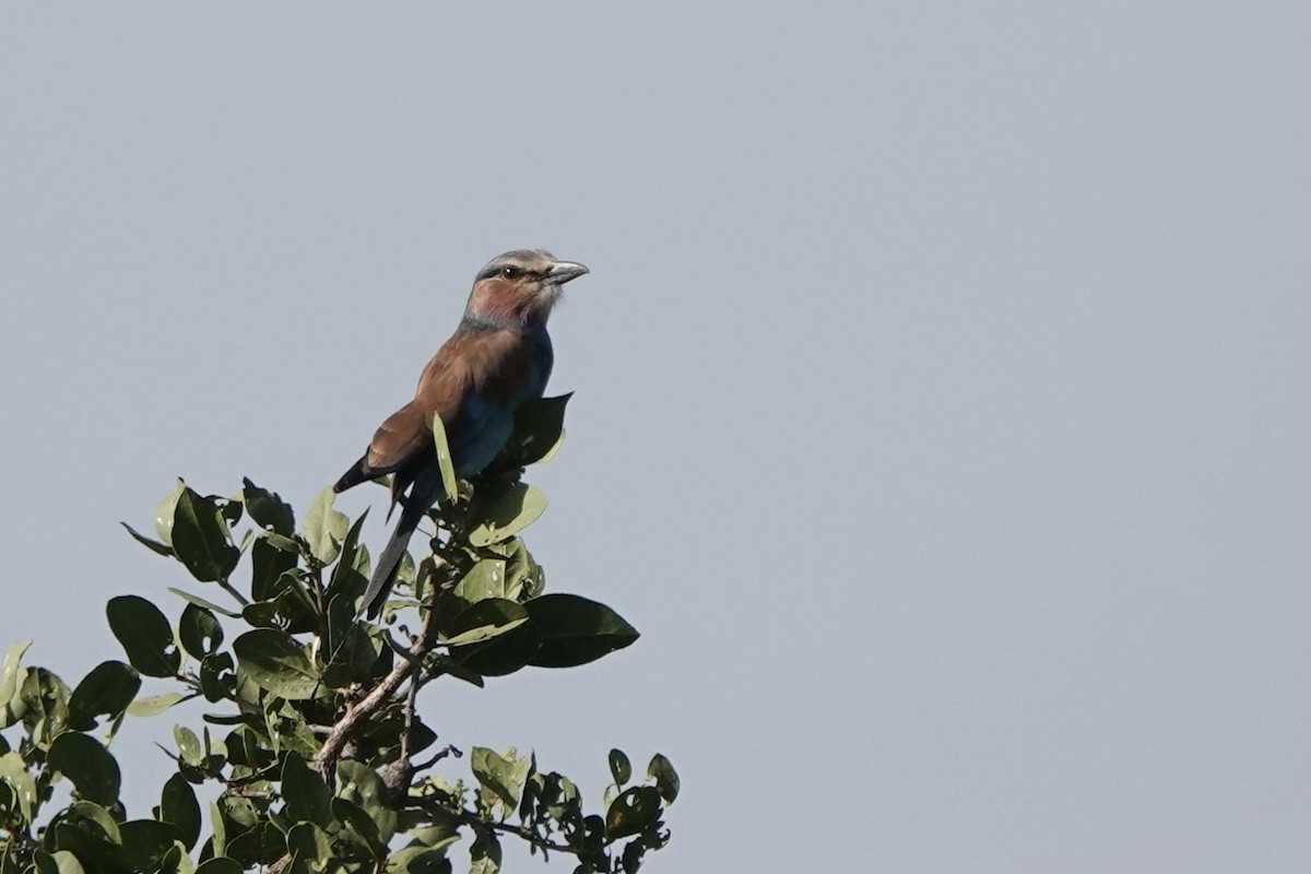 Lilac-breasted Roller - ML647057342