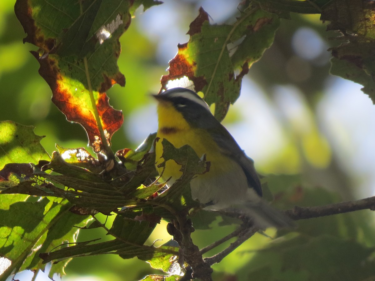 Crescent-chested Warbler - ML647057343