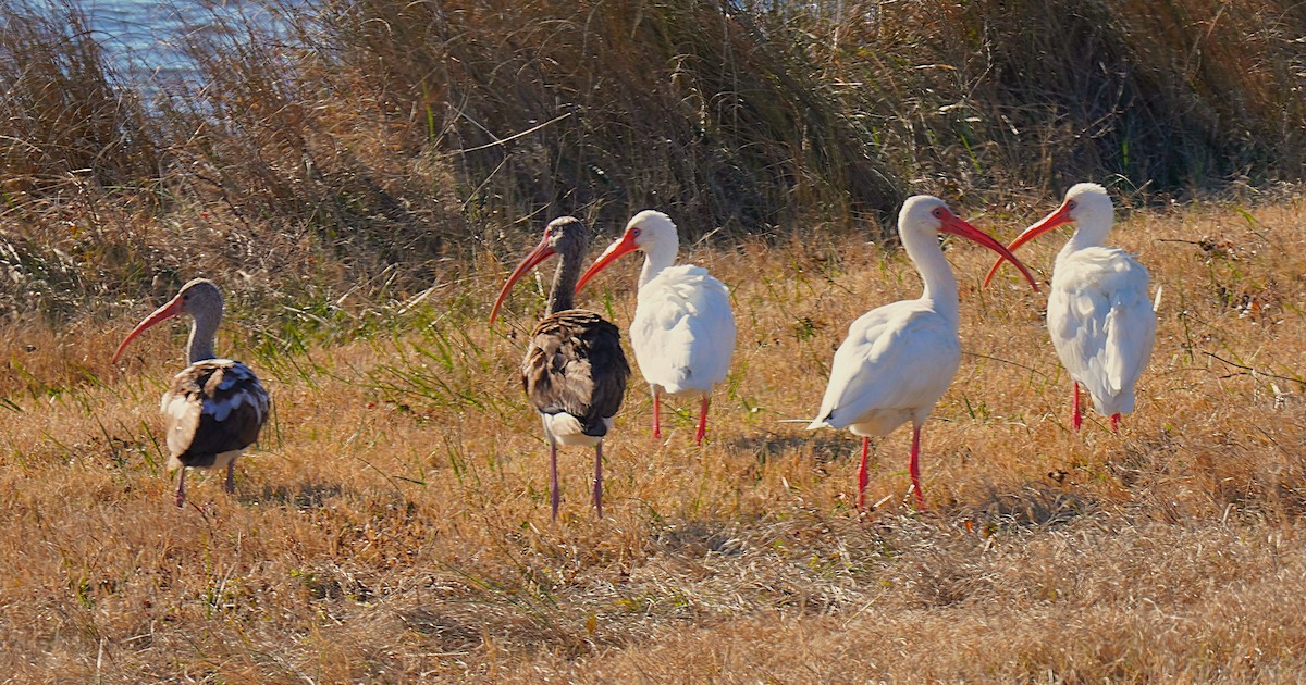 White Ibis - ML647057344