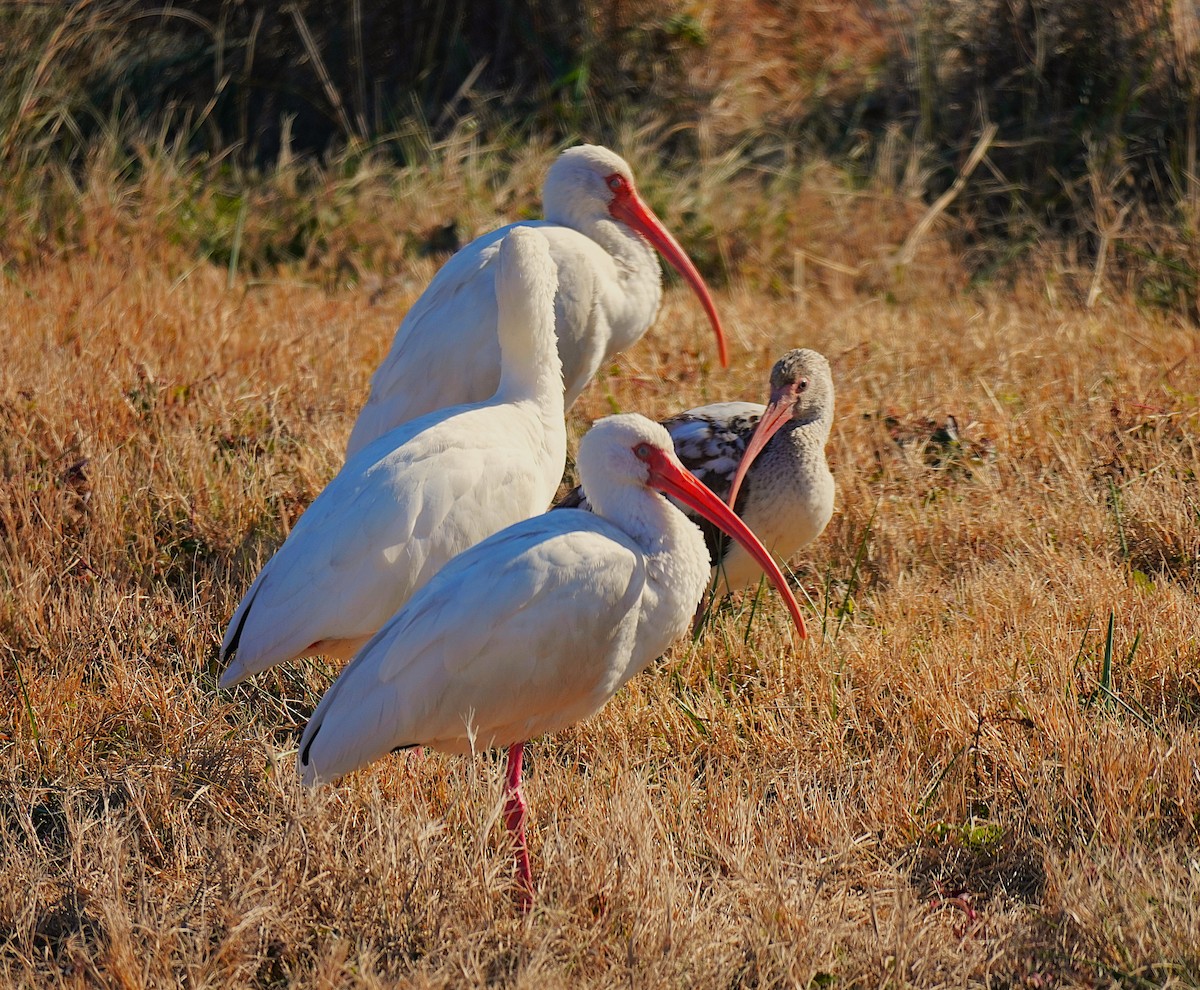 White Ibis - ML647057345