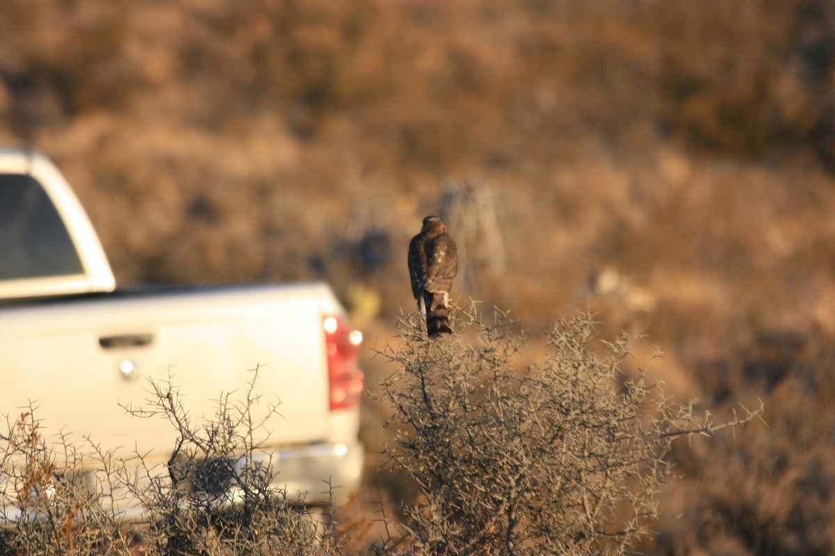 Red-tailed Hawk - ML647057347