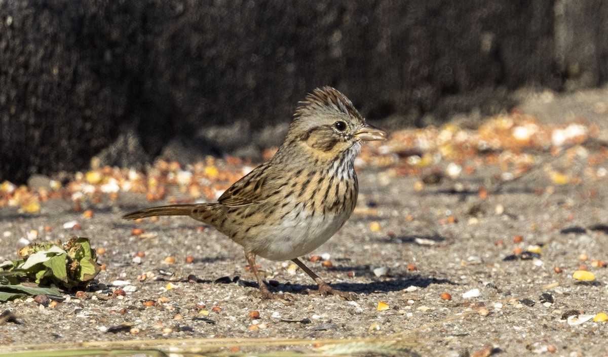 Lincoln's Sparrow - ML647057354
