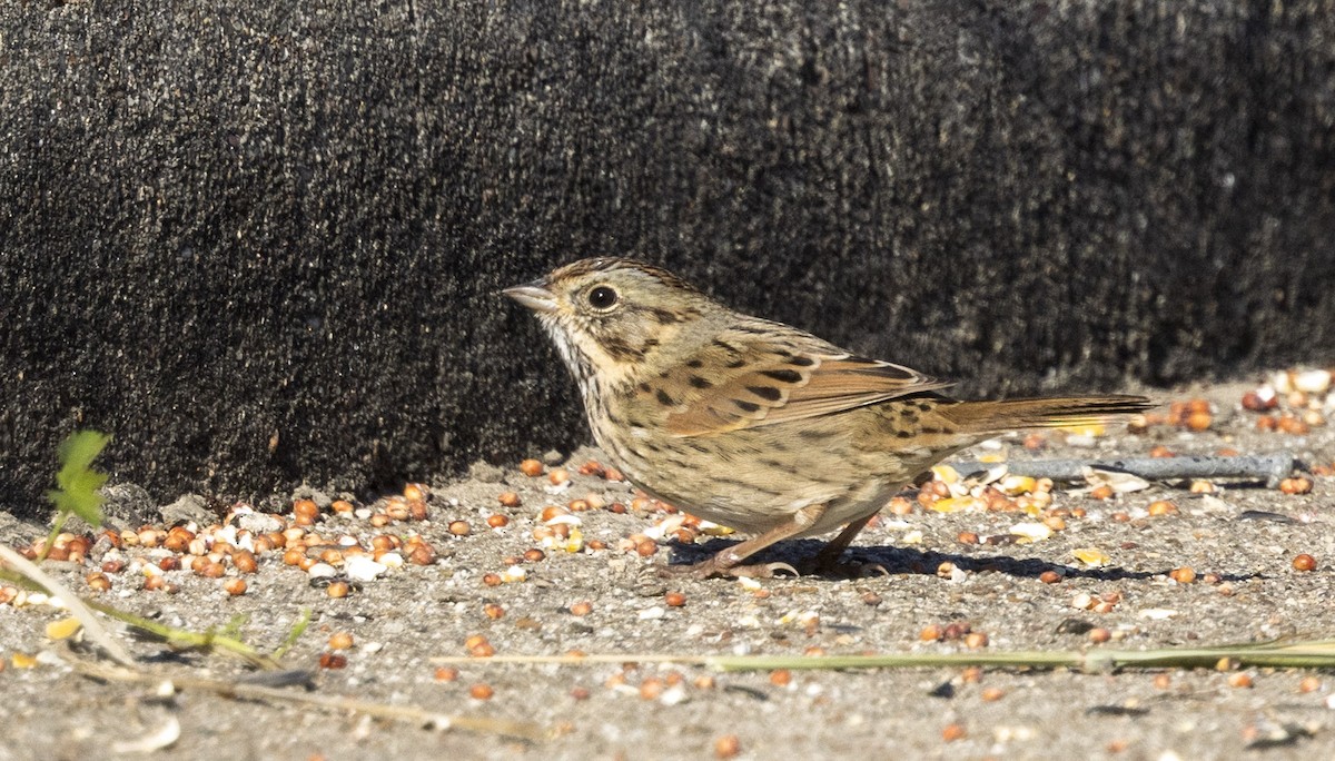 Lincoln's Sparrow - ML647057355