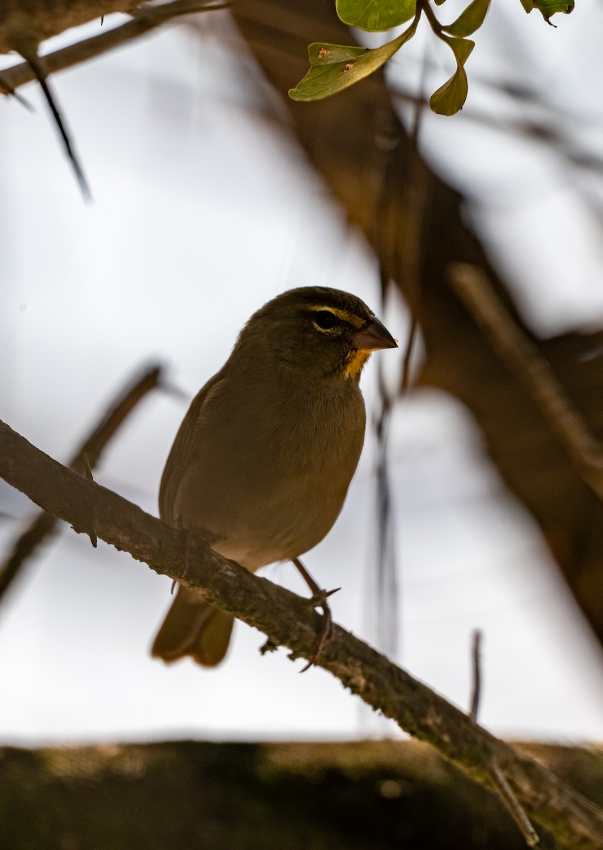 Tiaris grand-chanteur - ML647057356