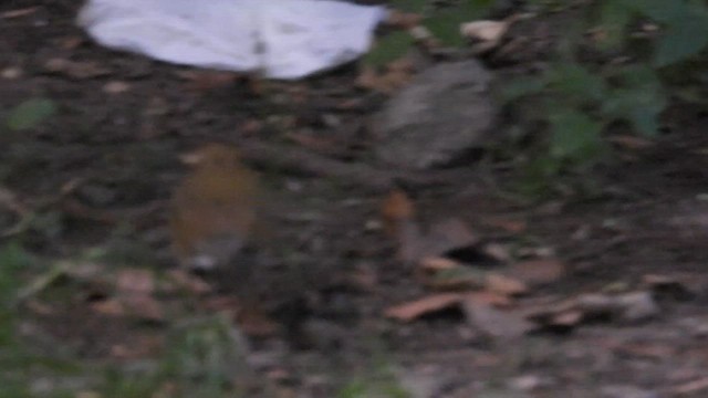 נחלית זהובת-כיפה - ML647057357