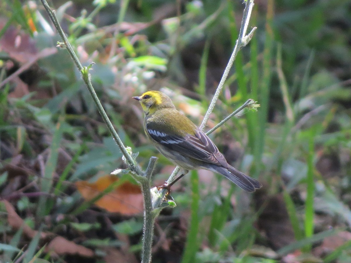 Townsend's Warbler - ML647057358