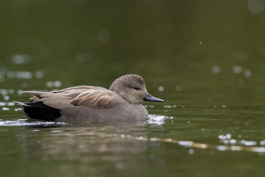 Нерозень - ML647057359