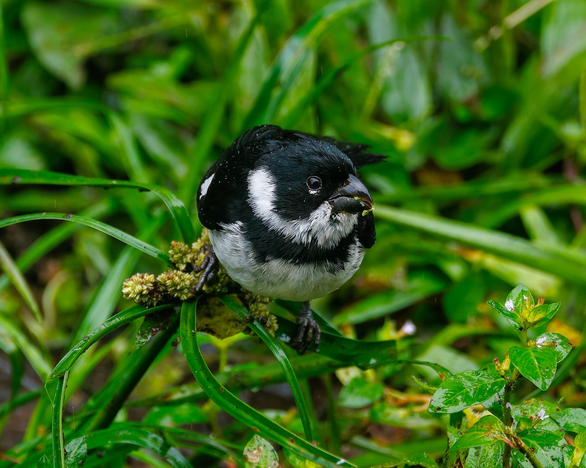 Чёрный просяночник [группа ophthalmica] - ML647057360