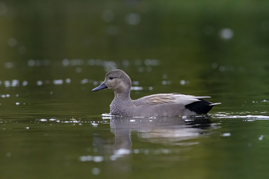 Нерозень - ML647057361