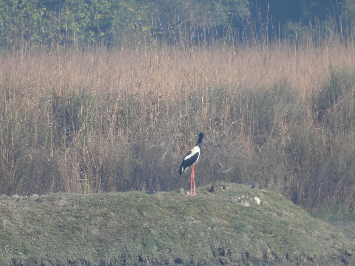 čáp černokrký - ML647057384