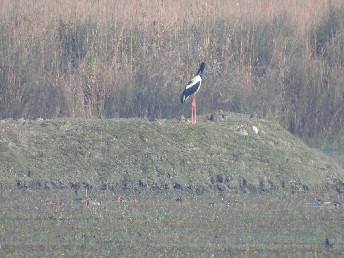 čáp černokrký - ML647057385