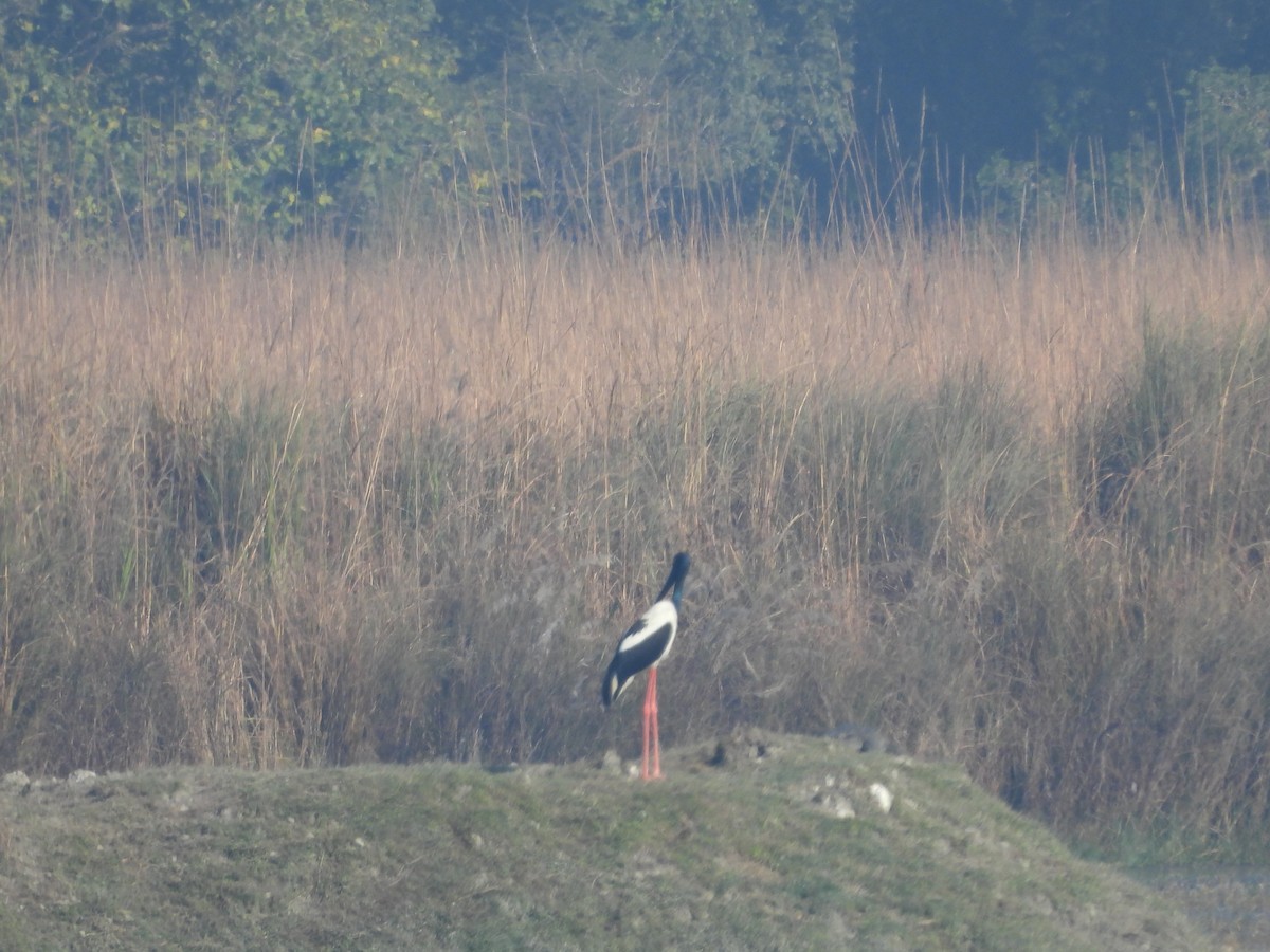 čáp černokrký - ML647057388